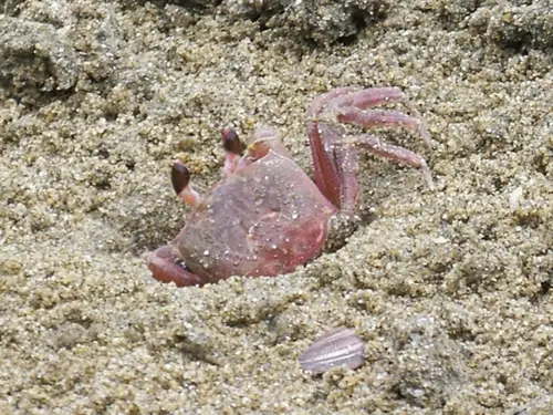Ocypode stimpsoni ( )