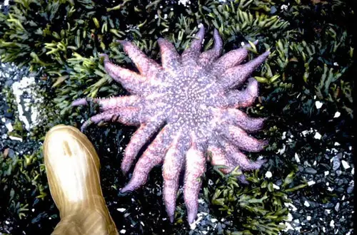 Pycnopodia helianthoides (Sunflower Starfish)