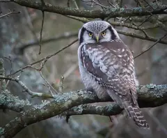 Northern hawk-owl