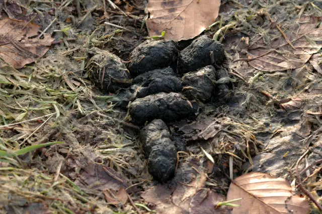 Wild pig dung