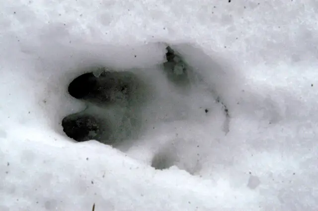 Pig tracks in snow