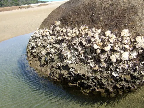 Saccostrea glomerata (Sydney Rock Oyster)