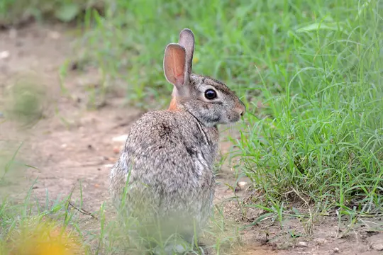 Eastern Cottontail (Sylvilagus floridanus)
