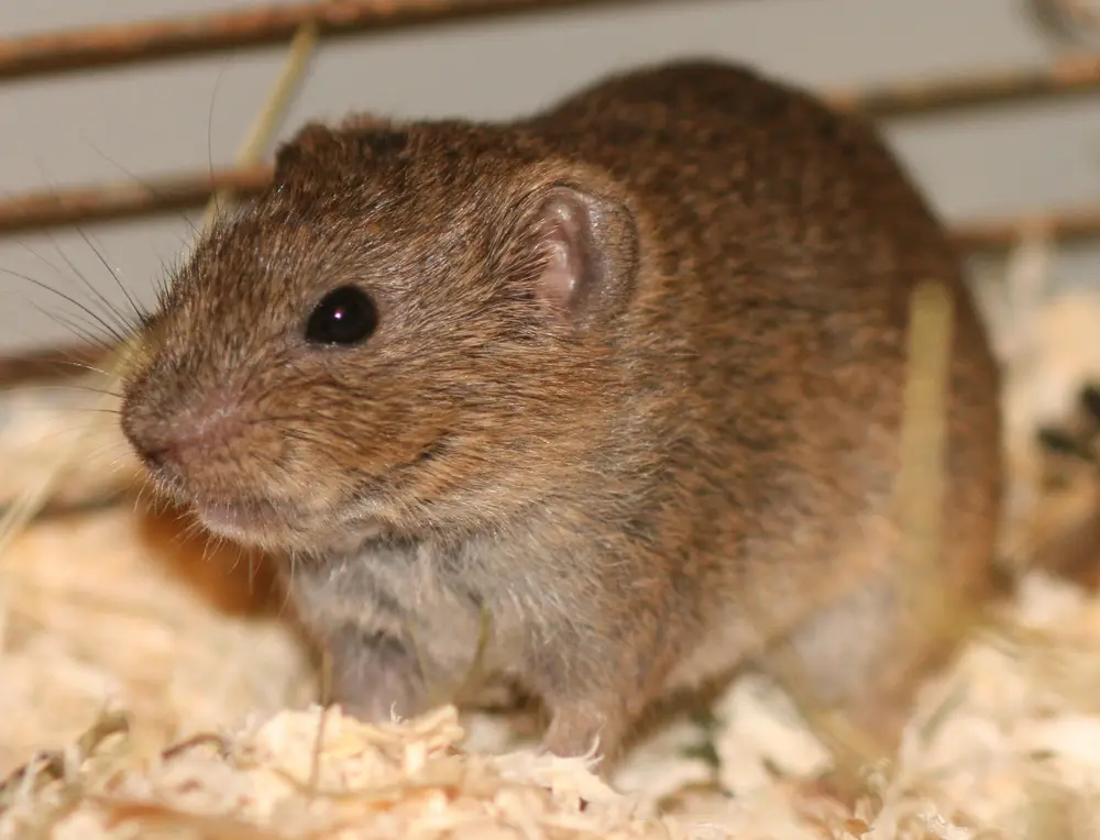 Synaptomys spp.