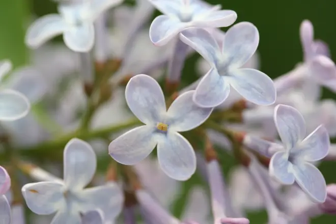 Syringa vulgaris-01 (xndr)
