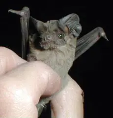 Mexican free-tailed bat (Tadarida brasiliensis)