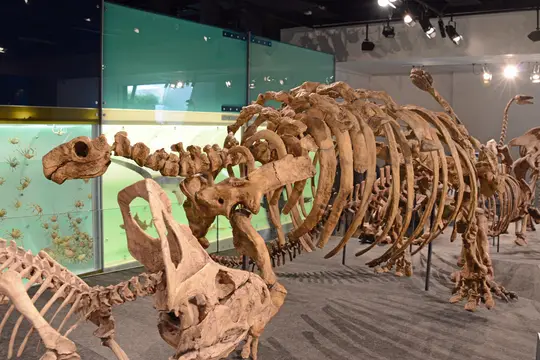Talarurus plicatospineus (Melbourne museum, Australia)