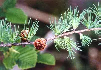 Tamarack