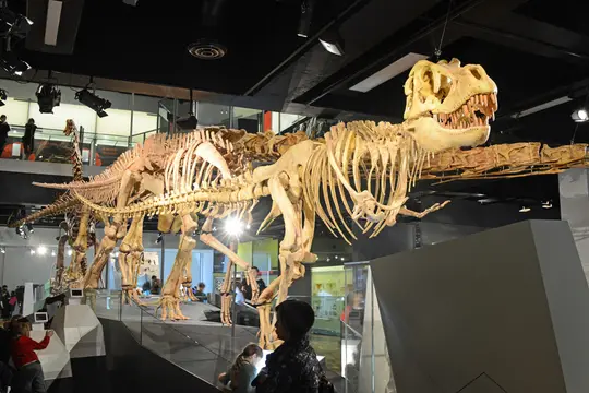 Tarbosaurus bataar (Melbourne Museum, Australia)