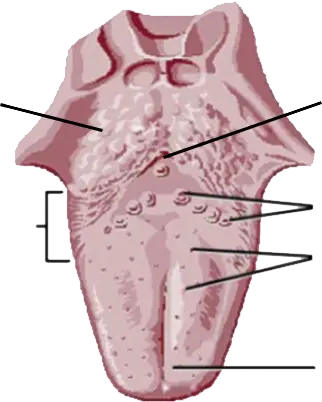 Tongue Diagram