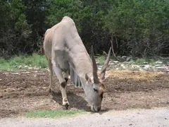 Eland