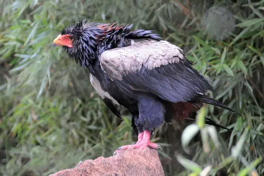 Bateleur Eagle (Terathopius ecaudatus)