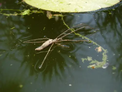 Tetragnatha laboriosa