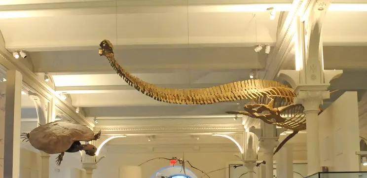 Thalassomedon hanningtoni (American Museum of Natural History)