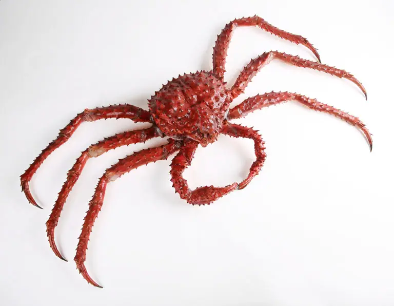 Paralithodes camtschaticus