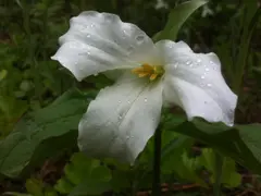 The Great White Trillium