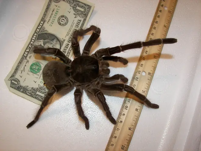 Theraphosa blondi 1