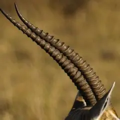 Thompsons Gazelle: Long and pointed with slight curvature.