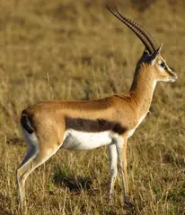 Thompson's Gazelle