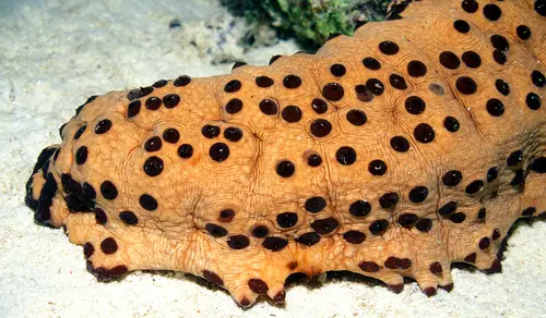 Three-Rowed Sea Cucumber (Isostichopus badionotus)