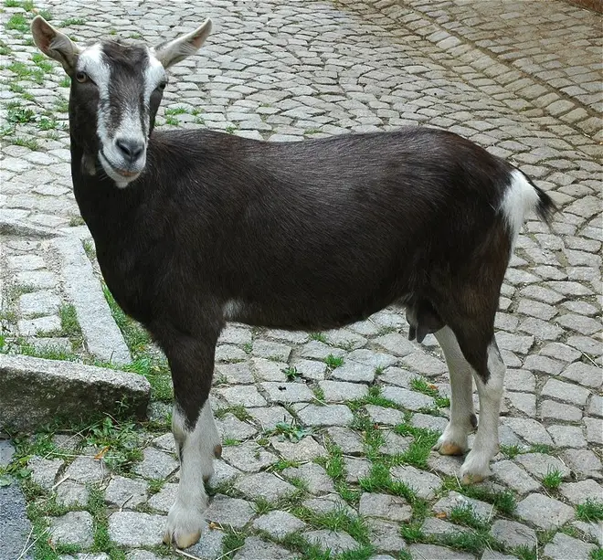 Thueringerwaldziege