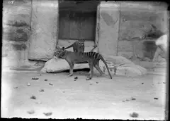 Thylacine, 1936