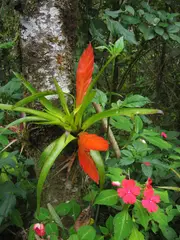 Tillandsia multicaulis (epiphyte) and Impatiens in Costa Rica