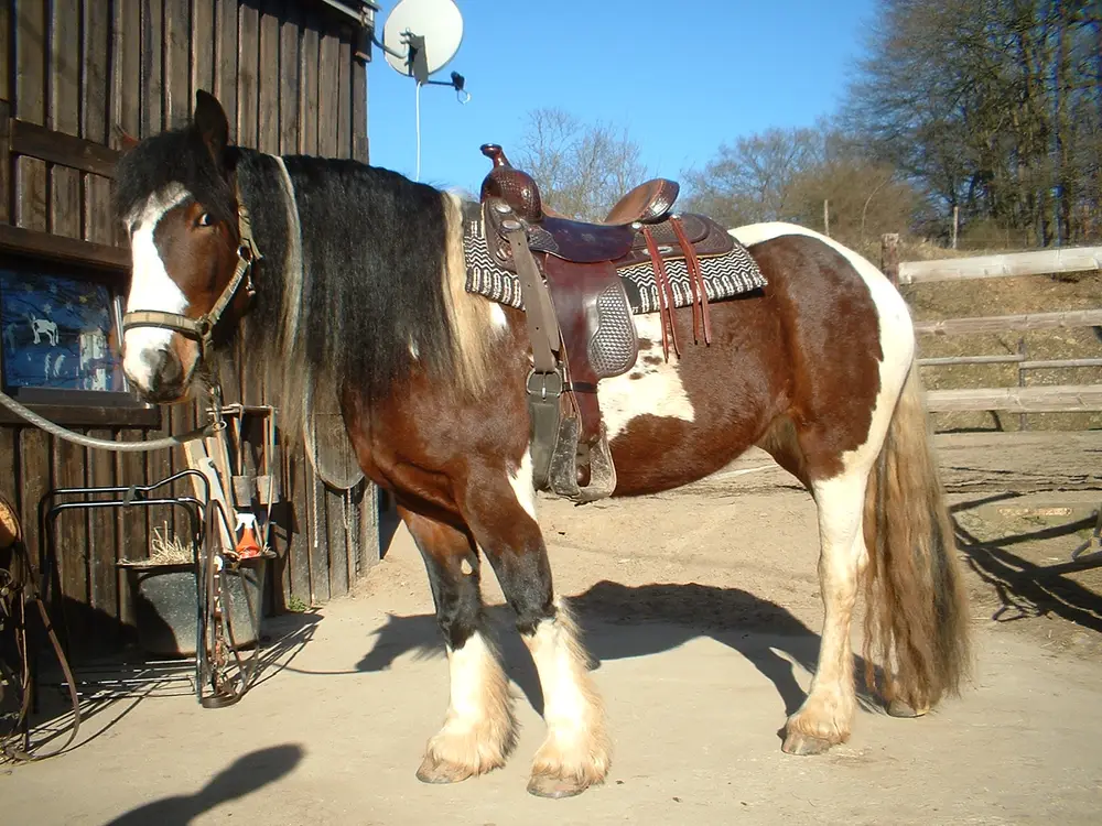 Horse