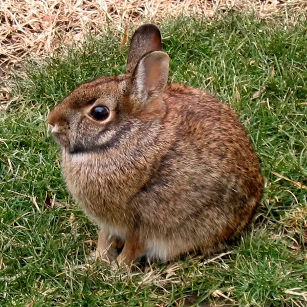 Rabbits and Hares