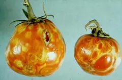 Tomato Spotted Wilt Virus