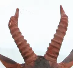 Tsessebe: The horns are lyre-shaped and are conspicuously ringed and can reach 70 centimetres in both sexes.