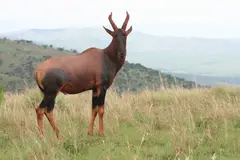 Topi
