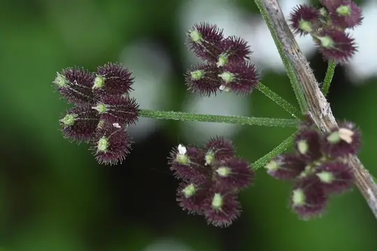 Spreading Hedge Parsley (Torilis Arvensis)