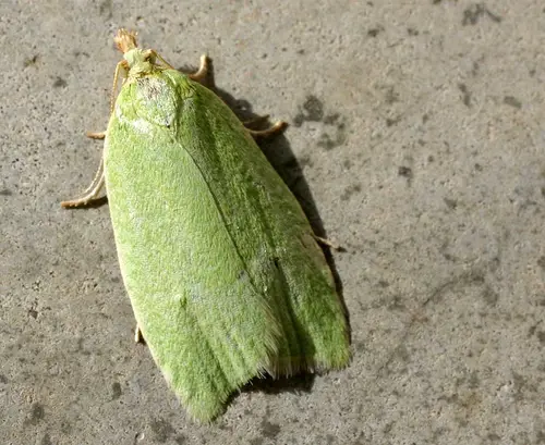 Tortrix viridana01