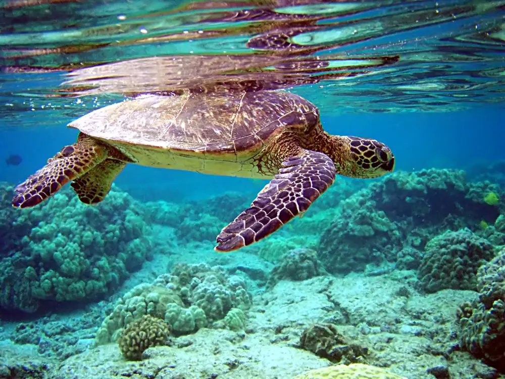 Chelonia mydas