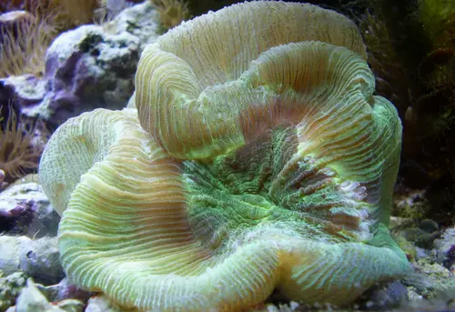 Trachyphyllia geoffroyi (Brain Coral)