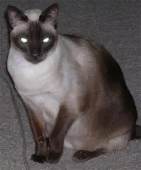 Siamese