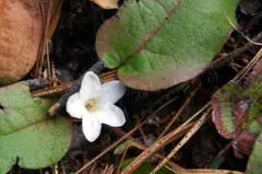 Trailing arbutus