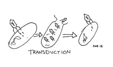Transduction