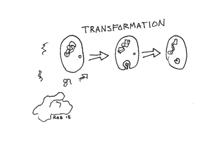 TransformationBacteria
