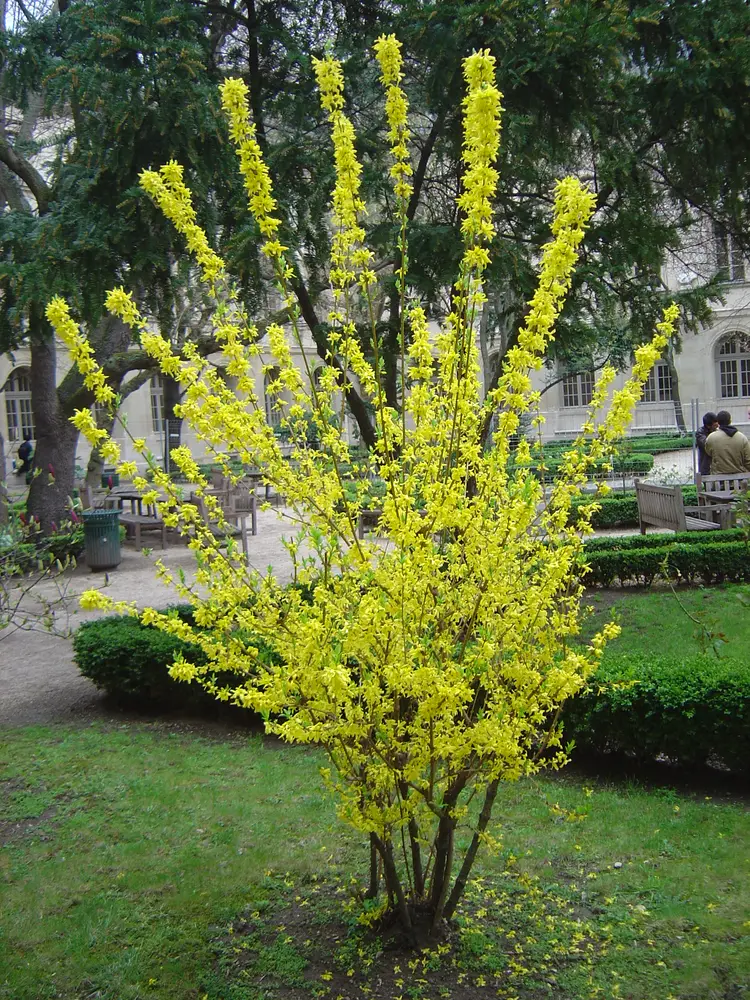 Forsythia