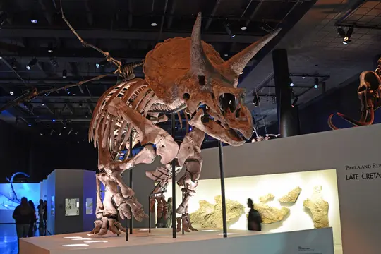Triceratops (Houston Museum of Natural Science)