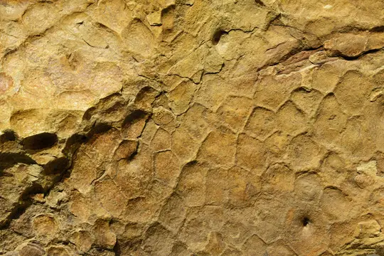 TriceratopsSkin 1064 W