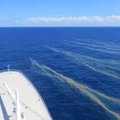 Sea Sawdust