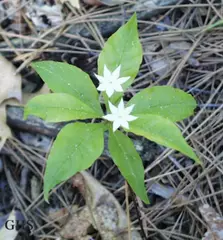 Starflower