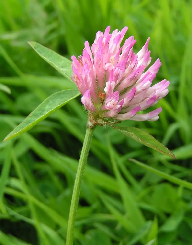 Trifolium pratense bgiu