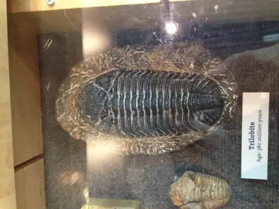 Trilobite