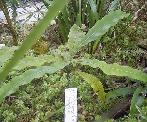 Triphyophyllum peltatum The second of three stages of leaf change is carnivorous.