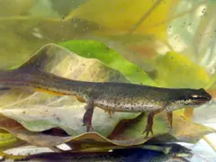 (10) No salamanders or frogs under rocks along stream bank