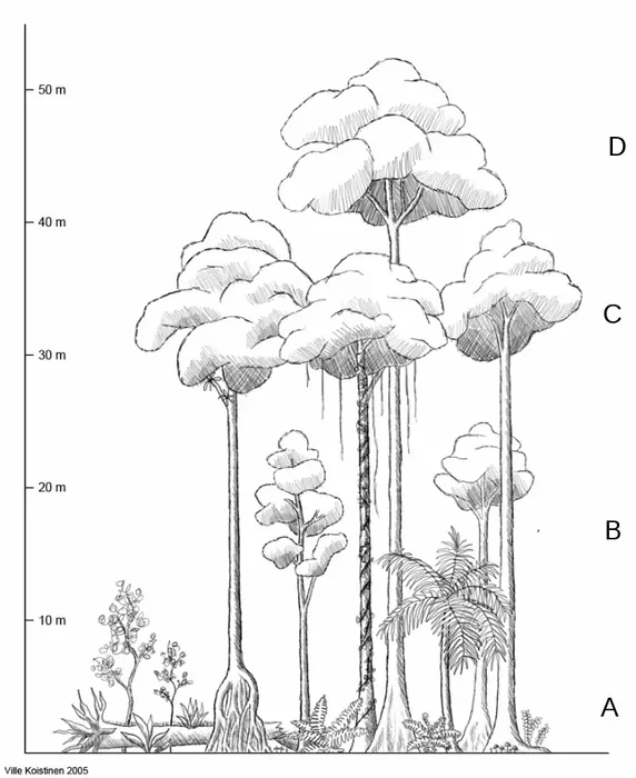 Tropical rainforest layers